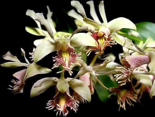 Dendrobium delacourii